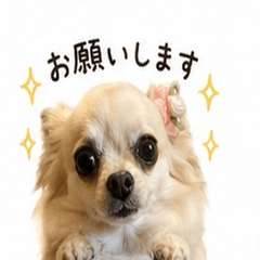 My Fluffy Chihuahua Stickers