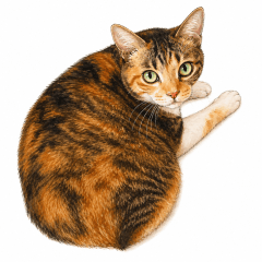 Hyped Cat Stickers