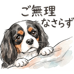 A polite Cavalier (Tricolor) sticker.