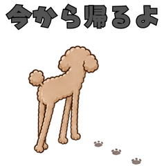 Long-Leg Toy Poodle Daily Life