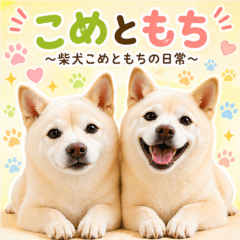 Daily Life of Shiba Inu Kome & Mochi