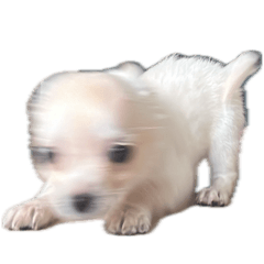 cheeinu_20260501204112