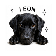 Leon the Black Labrador