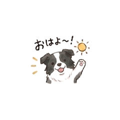 Watercolor Border Collie Stickers