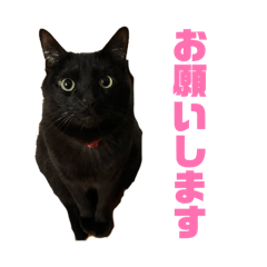 nikuosan_20260501210941