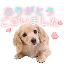 Sweet & Polite Dachshund2