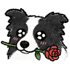 Cute Border Collie Life
