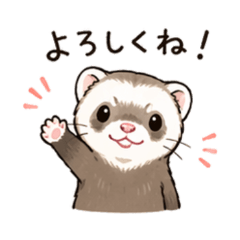 Cute & Chill Ferret Stickers