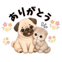 Daily Use! Pug and Scottish Fold