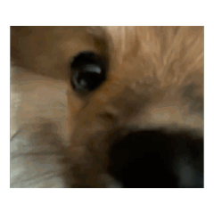 pomeraniann POPO 2
