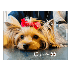 charry_20260504135156