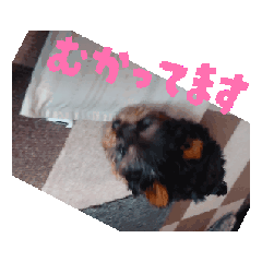chii3_20260504124639