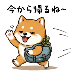 Shiba True Feelings