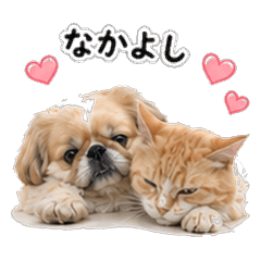 Mellow Pup & Salty Cat