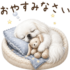Pekingese for all year!