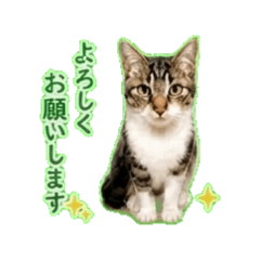 Tao | Everyday Chat Stickers