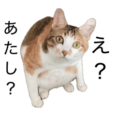 Nekoyamaji_20260501231839