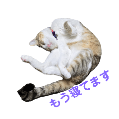 yottotto_20260502225134