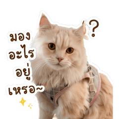 Tonghom Maow-Za
