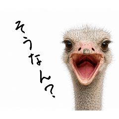 oooochya_20260502225955