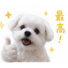 maimai_20260502230906
