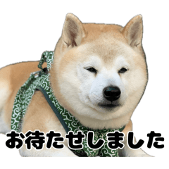 hachi_20260502231103