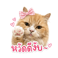 Richie cat