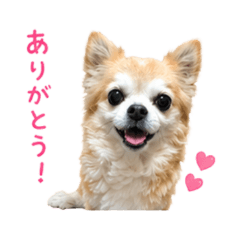 Cozy Chihuahua Daily Stickers