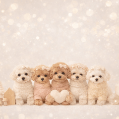 Cute Toy Poodle Family Daily Stickers