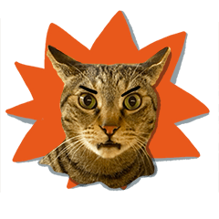 Cats, Cats, Cats, Cats, Cats. Real Cats!