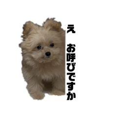 renachobin_20260502014347