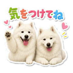 The two Samoyeds are a close-knit pair.