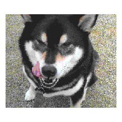 可愛い柴犬　黒柴犬