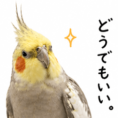 Aggressive Tsundere Cockatiel