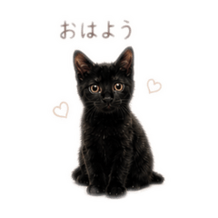 neko to otto no kurashi_20260502233418