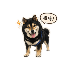 紅茶柴柴
