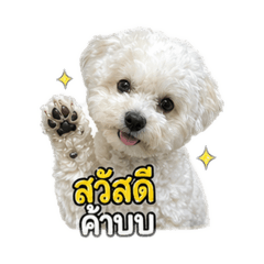UNI THE CUTE DOG