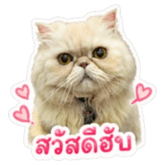 HappyNeko Vibes