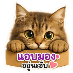The cat misses you.