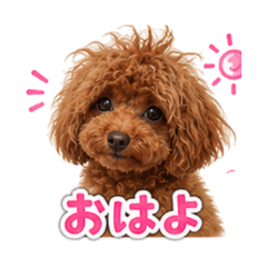 可愛實拍貴賓狗日常實用貼圖