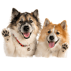 Saeb-Song the dog brothers