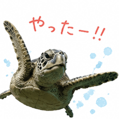 Tsundere Sea Turtle-Chill but Moody