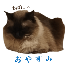 neko0515_20260502234744