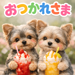 とびだす★ヨークシャーテリア★ヨーキー