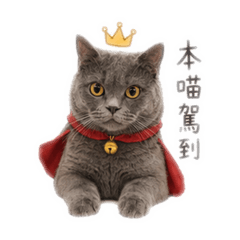 陳DiDi是隻貓