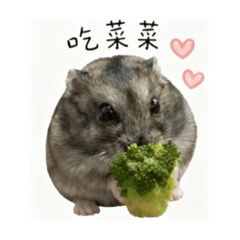 芝麻鼠鼠