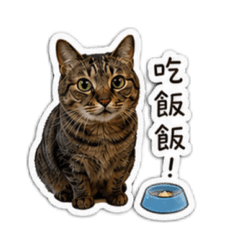 黑皮是恐龍
