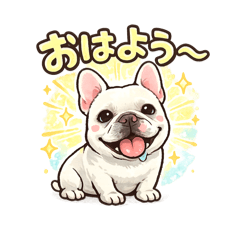 French Bulldog named Blanc