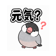 Chubby Java Sparrow - A Gift for Mom