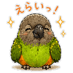 Parakeet Days: Senegal Parrot